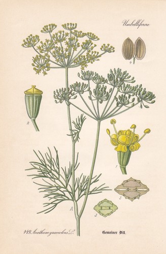 Anethum graveolens dill - anethum,