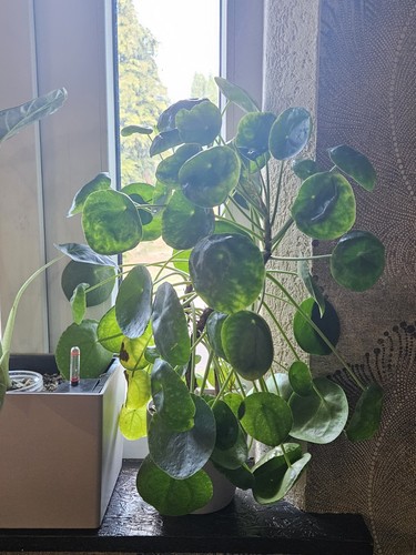 Pilea peperomioides ableger - pilea,