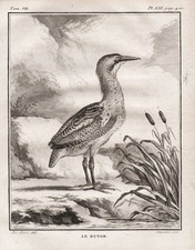 Bittern dommeln butor birds - butor,
