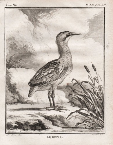 Bittern dommeln butor birds - dommeln,