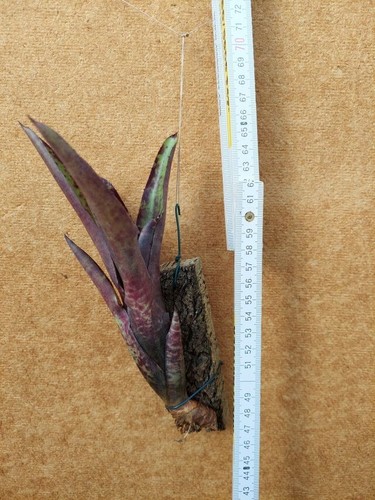 Neoregelia tristis bromelie - tristis,,