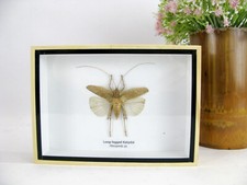 Ein echtes exotisches Insekt -