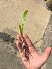 30 Stück Trachycarpus