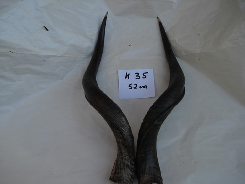 Kudu hörner antilope - kudu,
