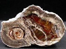 LITOPHYSE, SEHR SCHÖN -