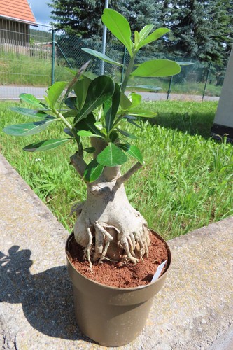 Adenium arabicum wüstenrose - arabicum,