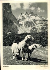 Ak Bergschafe, Berge