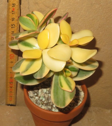 Crassula argentea maruba - crassula,