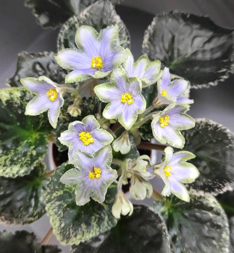 African violet saintpaulia - violet, /