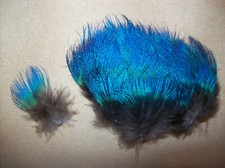 30 Federn Pfau blaue