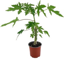 Giant Papaya  - Eine Jungpflanze . Ca 40 -60 Cm .Thailand . Bio. ?