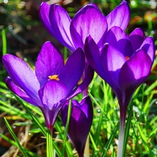 Bot. Krokusse, Elfenkrokus Ruby Giant  Gr. 5/7  (100/200/500/1000/5000 Zwiebeln)