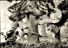 Ak Herr Fuchs und Frau Elster