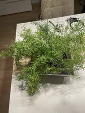 Sehr schöner Übertopf