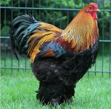 🥚10 Brahma/Königsberger