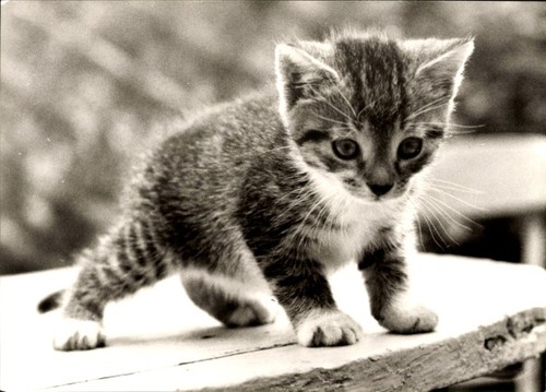 Katzenbaby 4260512 - ak,