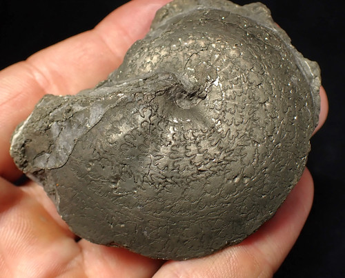 Großer oxynoticeras pyrit - großer,