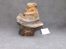 Astholz Treibholz Schwemmholz