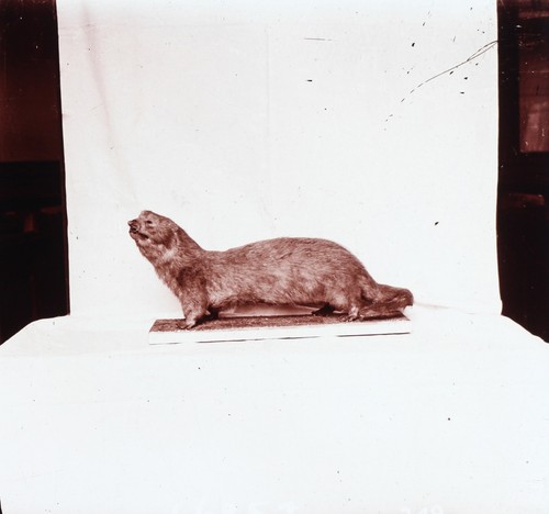 Otter tier ausgestopft - otter,