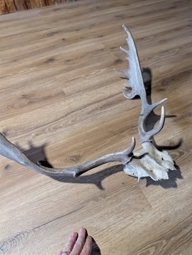 Geweih damhirsch trophäe - geweih,