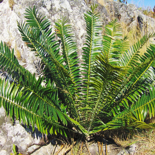 Encephalartos manikensis samen - encephalartos,