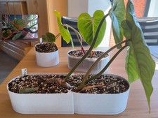 modularer Topf für kriechende