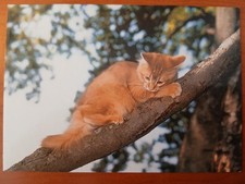 Postkarte 3002 nicht gelaufen