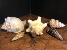 Wunderschöne Muschelsammlung