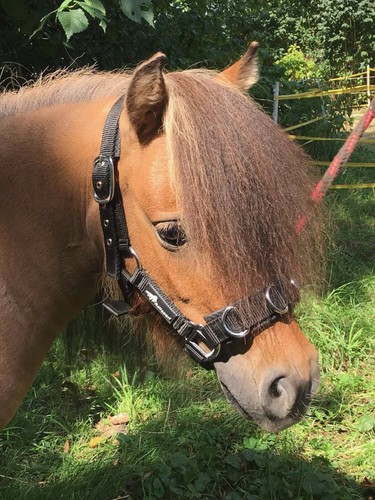 Kappzaum pro von reitsport - von, jf-reitsport