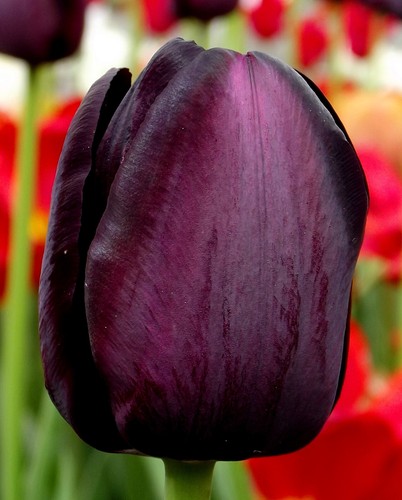 Tulpen - (◕‿◕)\@,