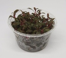 XL In-Vitro Alternanthera