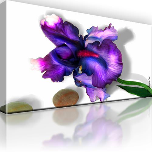 Iris blume natur - blume,