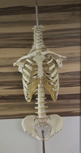 Vintage anatomie torso von - vintage, anatomie-torso
