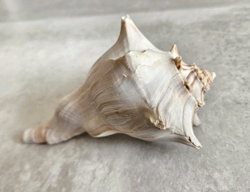 Große meeresschnecke muschel - große,