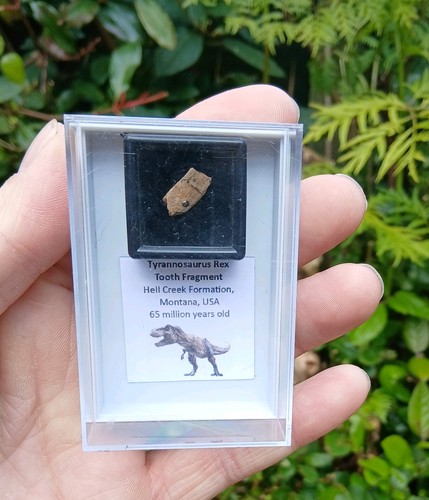 Echter seltener tyrannosaurus - seltener,