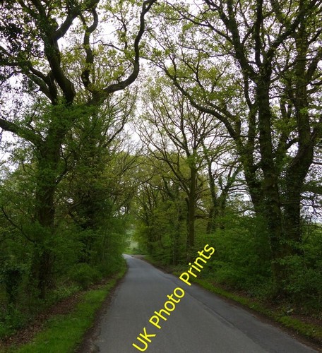 Foto 6x4 woodway - foto,