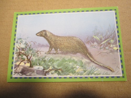 Bild chlorodont serie - bild,