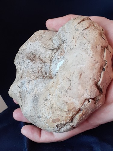 Ammonit ceratites nodosus - ammonit,