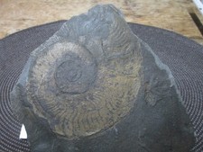 Hanpoceras serpentium