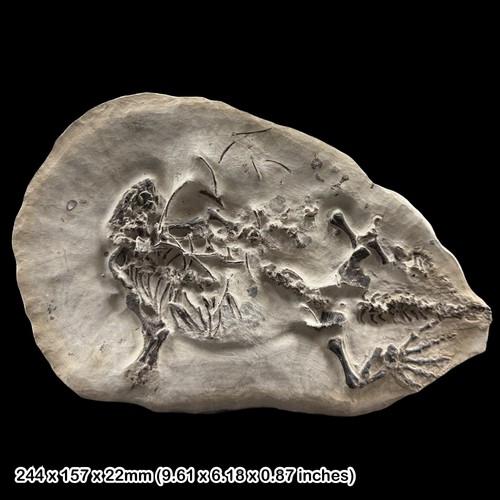 Seltenes barasaurus besairiei - seltenes,