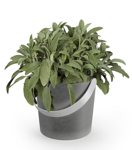 Zack tardo pflanztopf - zack,