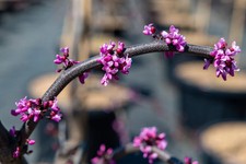 Cercis canadensis 'Ruby Falls'