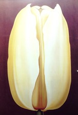 NESBITT, LOWEL - YELLOW TULIP