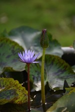Blaue zwergseerose - blaue,