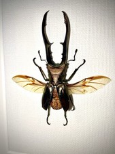 Cyclommatus Metallifer