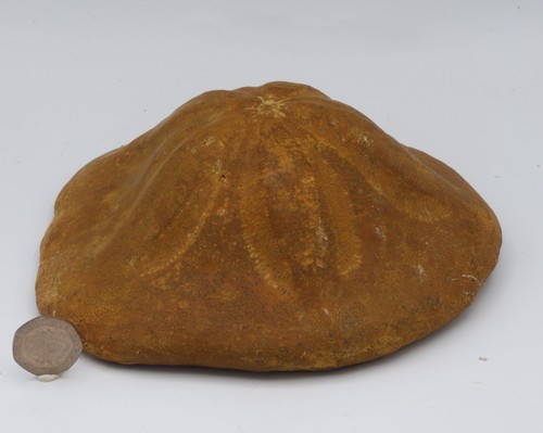Großer fossil klypeaster - fossil,