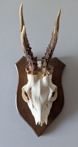 Rehgeweih hornlänge 14cm - rehgeweih, ca.