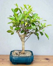 Ficus Retusa Bonsai Tree