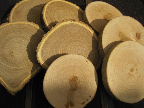 Bastelset holzscheiben ahorn - ,
