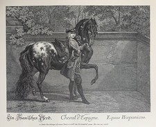 Spanisches Pferd - Horse -